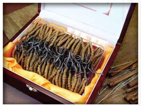 中江冬虫夏草回收